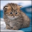 Kiti